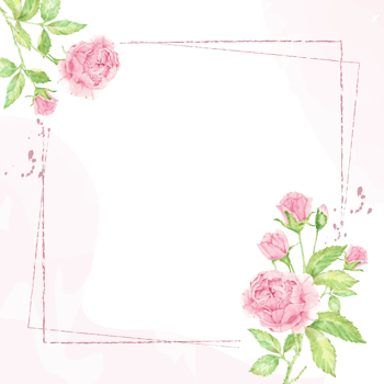 watercolor beautiful pink English rose flower bouquet with frame banner or logo square png