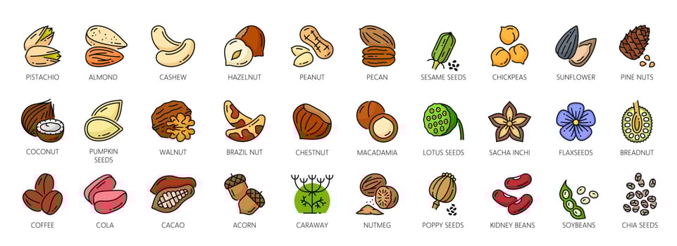 Nuts outline color icons, walnut, almond or cashew vector