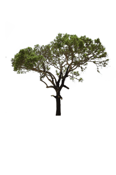 tree isolated png