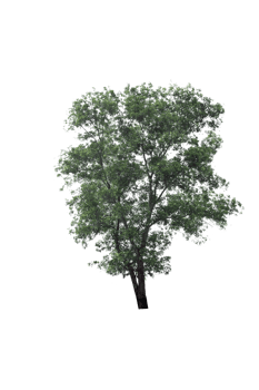 tree isolated png
