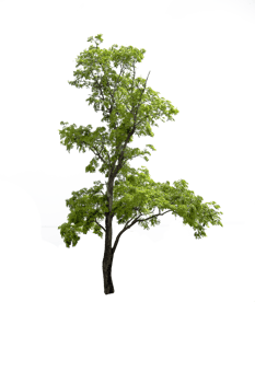 tree isolated png