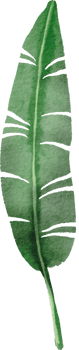 cutout banana leaf simplicity watercolor painting. png