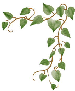 ivy plant watercolor simplicity painting. png