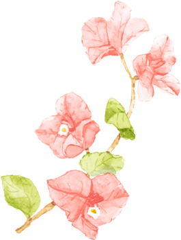 watercolor pink Bougainvillea png
