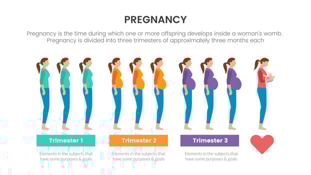 pregnancy infographic concept for slide presentation with 3 point list data information with trimester process pregnant vector