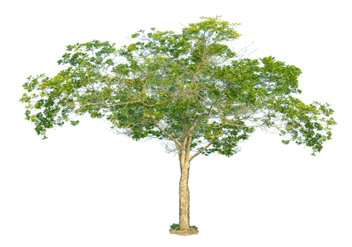 Trees in the humid tropical forests of Thailand on a transparent background. for decoration in the project png