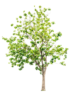 Trees in the humid tropical forests of Thailand on a transparent background. for decoration in the project png