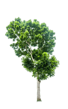Trees in the humid tropical forests of Thailand on a transparent background. for decoration in the project png