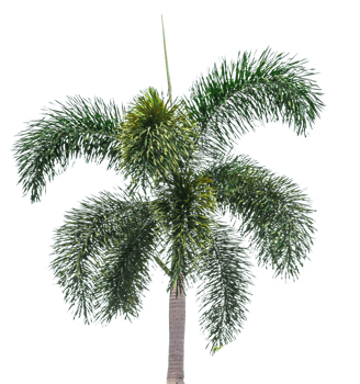 Trees in the humid tropical forests of Thailand on a transparent background. for decoration in the project png