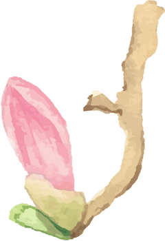 watercolor pink blooming magnolia flower and branch elements png