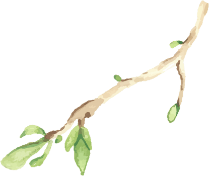 watercolor pink blooming magnolia flower and branch elements png