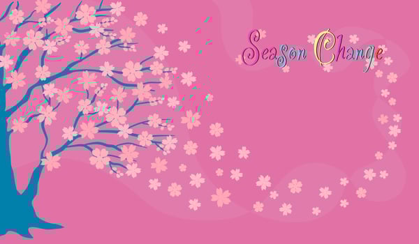 Vector of pink Sakura flower blossom on blue tree in spring season, flying flora design drawing with Season change texts on pink background