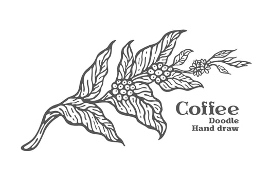 Branch of coffee with fruits and flowers hand drawn illustration vector