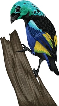 Detailed Colorful bird illustration vector