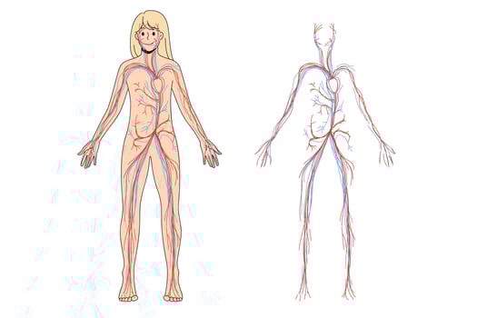 Woman arterial and venous circulatory system. Female blood vessel diagram on education poster or banner. Person medical infographics. Science and medicine concept. Flat vector illustration.
