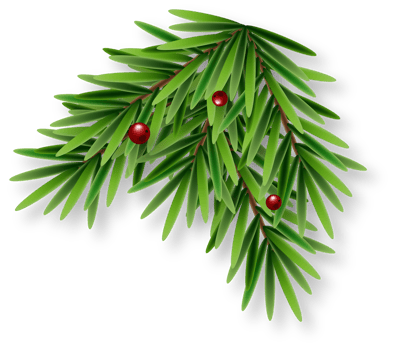 Green Christmas Fir Branch png