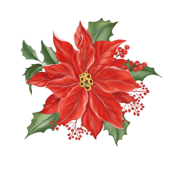 Big red Christmas flower, red berries, wild small red berries and winter green leaves have. Hand drawn watercolor image. png