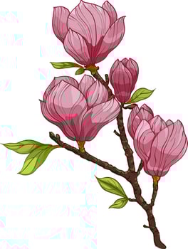 Bouquet of Magnolia flower, branch with pink flower and leaves illustrations. Composition with flowers. Floral bouquet vector