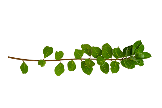 leaf vine Isolate on transparent background PNG file