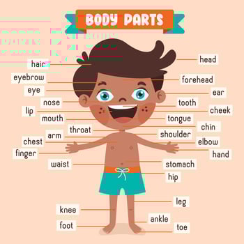Cartoon Drawing Of Human Body Parts vector