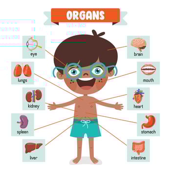 Cartoon Drawing Of Human Organs vector
