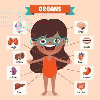 Cartoon Drawing Of Human Organs vector