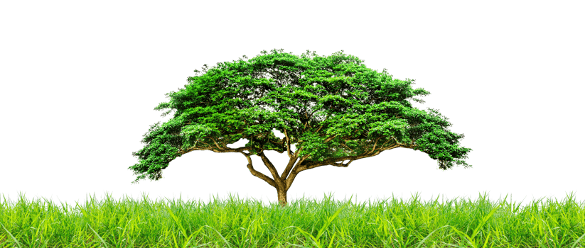 green meadow with bright trees on a white background. for natural projects png