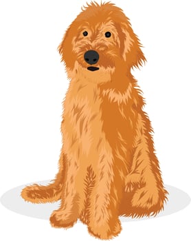 Golden Doodle Dog vector