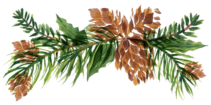 Christmas floral vignette with fir-tree cones and branches png