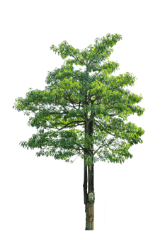 pine tree isolated png