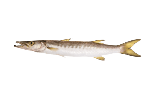 Barracuda isolated png