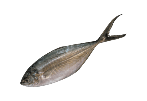 Tropical fish Bigeye trevally png