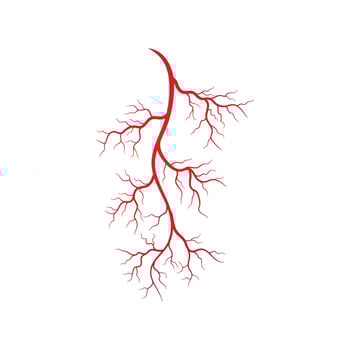 Human veins and arteries illustration vector