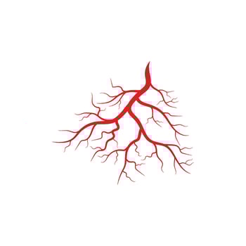 Human veins and arteries illustration vector