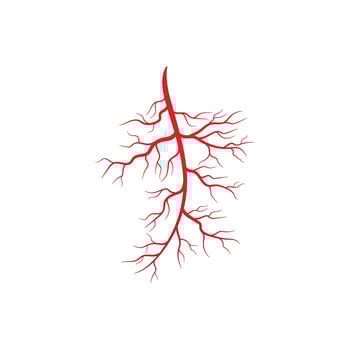 Human veins and arteries illustration vector