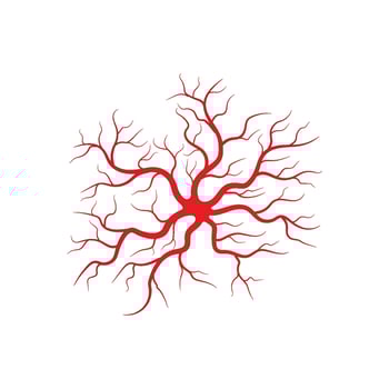 Human veins and arteries illustration vector