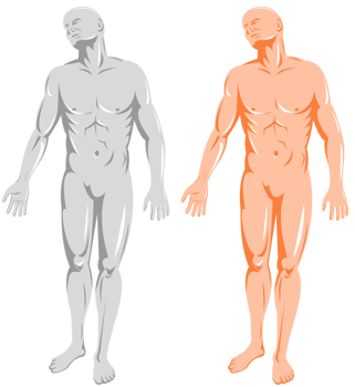 male human anatomy standing png
