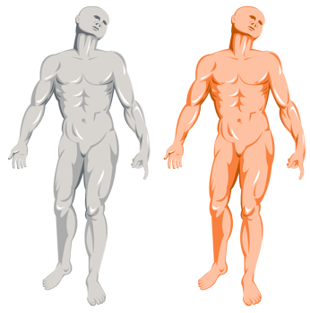 male human anatomy standing png