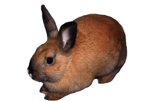 a red rabbit on a transparent background png