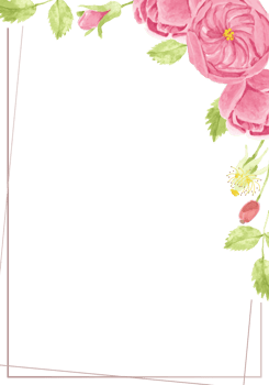 watercolor pink English rose with frame for wedding or birthday invitation card png