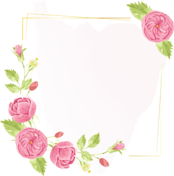 watercolor pink english rose with golden luxury square frame with copy space for text png