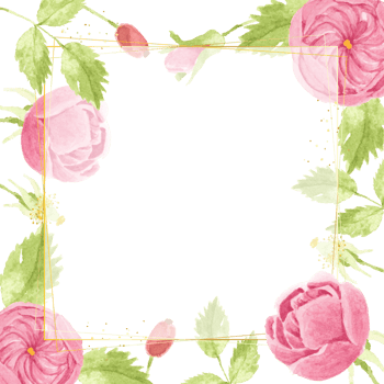 watercolor pink english rose with golden luxury square frame png