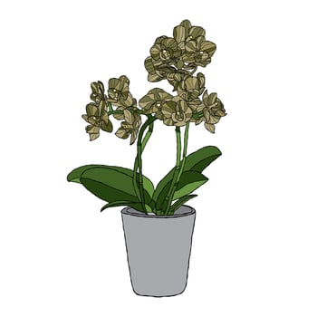 Orchid flower vector illustration with hand drawing style
