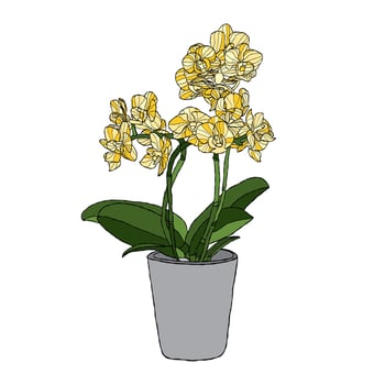 Orchid flower vector illustration with hand drawing style