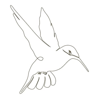 wild hummingbird line drawn vector