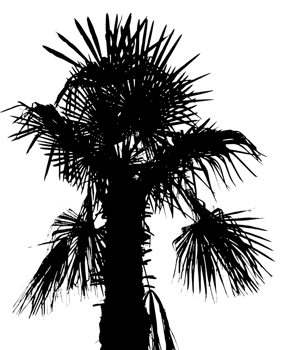 palm tree silhouette transparent PNG