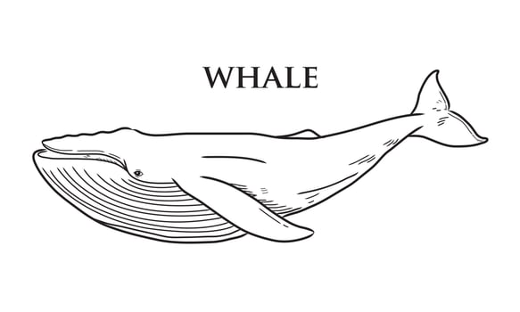 vector drawing of a black whale on a white background