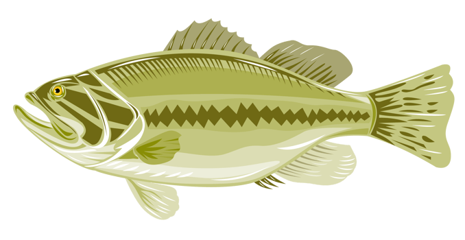 black sea bass side view png