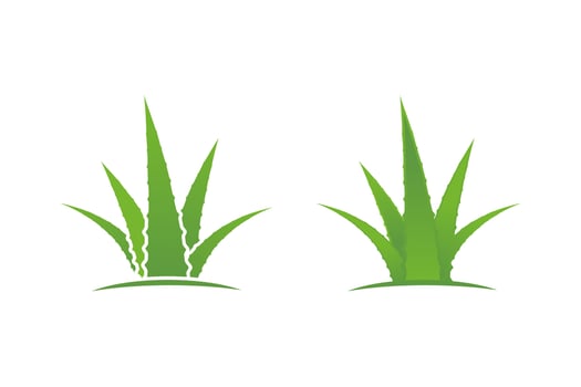 Aloe vera vector illustration design