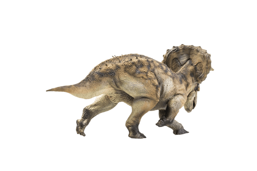 dinosaur , Triceratops on isolated background png